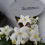 Eckarthof Apartman